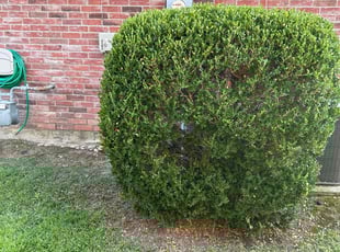 Bush Trimming by Brian Barela for Amanda K. in Forney, TX