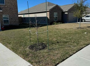 Shane J.'s Lawn Mowing service result