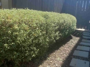 Bush Trimming by Daniel Sullivan for Laura B. in Rocklin, CA