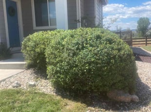 Bush Trimming by Alberto Fraire for Tara J. in Fort Collins, CO