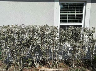 Bush Trimming by Harold Cummings for Andres C. in Melbourne, FL