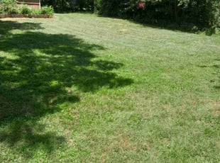 Amanda D.'s Lawn Care service result