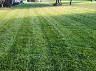 Jennifer N.'s Yard Cutting service result