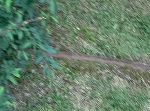 Weeding by Octavius Croston for Allen L. in Little Rock, AR