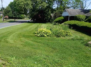 Joseph H.'s Lawn Mowing service result