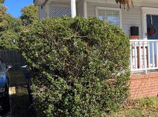 Bush Trimming by Joel Walton for Gabriela G. in Norfolk, VA