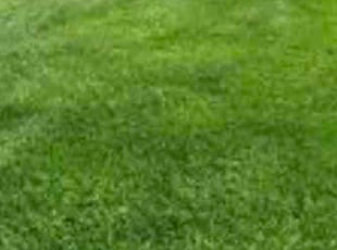 Jean R.'s Lawn Care service result