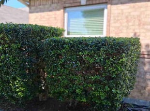 Bush Trimming by Jorge CrisΓ³stomo for Stephen H. in Frisco, TX