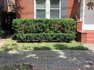 Bush Trimming by Aderias Rollins for Justin R. in Jacksonville, FL