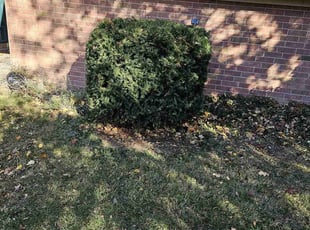 Bush Trimming by Leroy Green II for Brandon S. in Columbus, OH