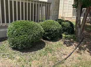 Bush Trimming by Noah Morrison for Christopher H. in Round Rock, TX