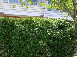 Bush Trimming by NeftalΓ Escobar for Debra P. in Fairfax, VA