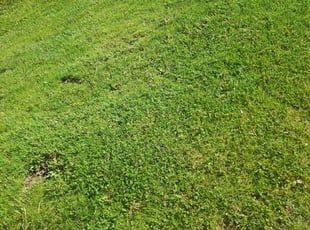 Susan C.'s Lawn Mowing service result