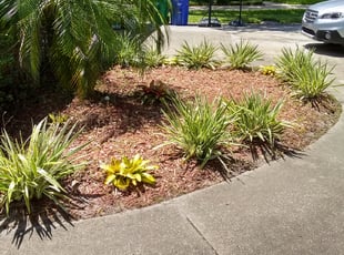 Weeding by Benjamin Williams for Amy R. in Lake Mary, FL