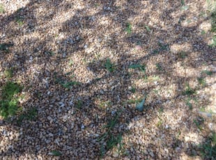 Weeding by Curtis Mccowin for Marc S. in Tempe, AZ