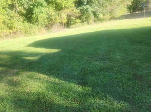 Diana M.'s Yard Cutting service result