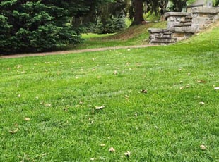 Tanya B.'s Lawn Care service result