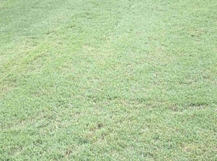 Julia l.'s Lawn Mowing service result