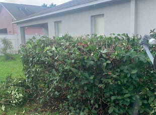 Bush Trimming by Willie Murphy for Jodi B. in Land O' Lakes, FL