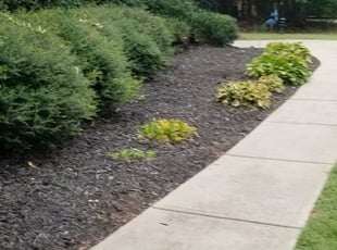 Weeding by Kurtis Waters for Jason R. in Matthews, NC