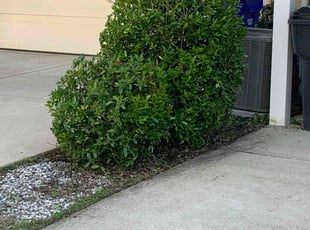 Bush Trimming by Ricky Alsome for fatima D. in Bryans Road, MD