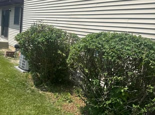 Bush Trimming by Simmie Isabell for Nadia B. in Crown Point, IN