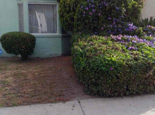 Bush Trimming by Ernesto Gonzalez for Mashari W. in Los Angeles, CA