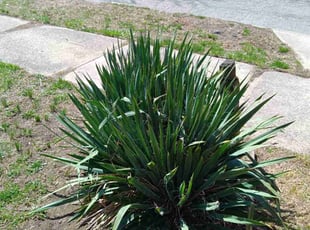 Weeding by Jeremy Zanders for Julia B. in Cleveland, OH