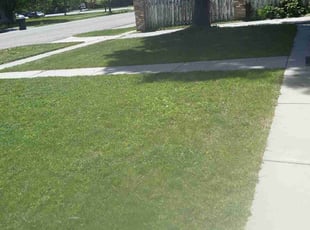 Stephanie A.'s Yard Cutting service result