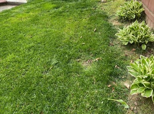 Maria R.'s Lawn Mowing service result