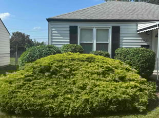 Bush Trimming by Terry Pilgrim for Camillia E. in Roseville, MI
