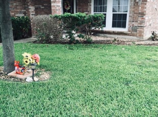 Bush Trimming by Chaes Pate for Monica B. in San Antonio, TX