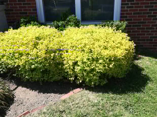 Bush Trimming by Terrence Deleaver for David R. in Parkville, MD
