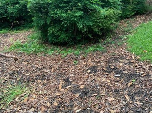 Bush Trimming by Steven Davidson for Steve D. in Anderson, SC