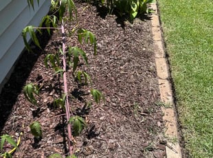 Bush Trimming by Walter Sandoval for Chris G. in Mount Pleasant, SC