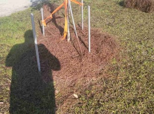 Landscaping by Jacob Kallam for Sophia Y. in Savannah, GA