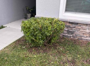 Bush Trimming by Jalon Rohrbaugh for Kristen S. in Lakeland, FL
