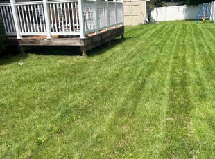 Thomas d.'s Lawn Mowing service result