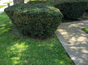 Bush Trimming by Carlos Martinez for Steve Y. in Davenport, FL
