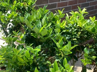 Bush Trimming by Ethan Mullani for Amanda R. in Houston, TX