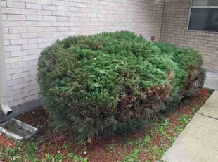 Bush Trimming by Pamela Gomez for Tiffany G. in Houston, TX