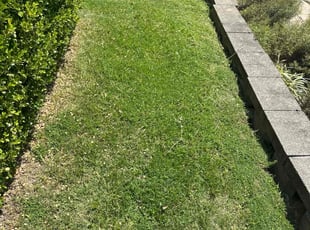 LaToya R.'s Grass Cutting service result