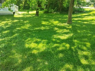 Patricia T.'s Lawn Care service result