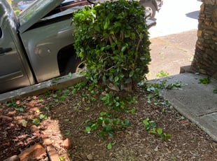 Bush Trimming by Andrew White for Ellis M. in Atlanta, GA