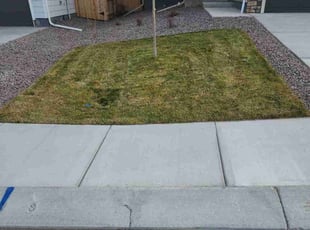 Carmelita G.'s Lawn Mowing service result