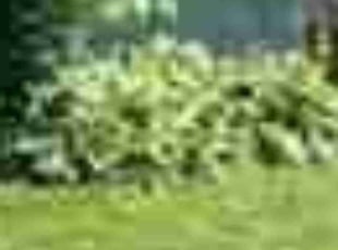 Weeding by Chase Miller for Katrina B. in Mt Washington, KY