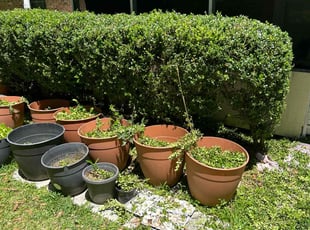 Bush Trimming by Paul Tollefson for Meisalyz V. in Tallahassee, FL