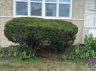 Bush Trimming by Gamaliel Cruz for Chemaine S. in Calumet City, IL