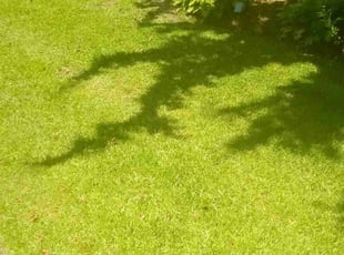 Amy R.'s Lawn Service service result