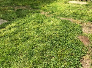 Cleanups by John Morrisroe for Sparkle A. in Virginia Beach, VA